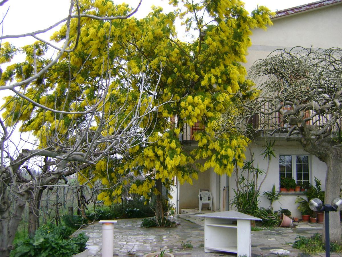 B&B La Mimosa Spello Buitenkant foto